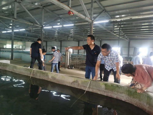 双十 行动支部丨科技帮扶增添动力 党建助推乡村振兴